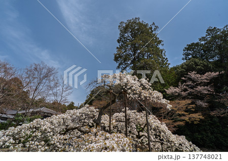京都市西京区大原野神社に咲き誇る幻の千眼桜を撮影 137748021