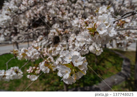 京都市西京区大原野神社に咲き誇る幻の千眼桜を撮影 137748025