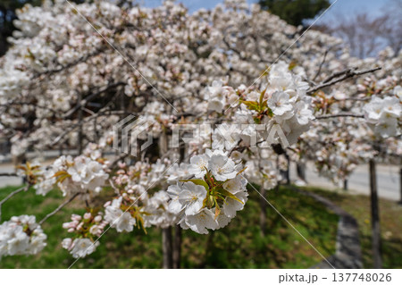 京都市西京区大原野神社に咲き誇る幻の千眼桜を撮影 137748026