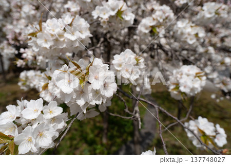 京都市西京区大原野神社に咲き誇る幻の千眼桜を撮影 京都市西京区大原野神社に咲き誇る幻の千眼桜を撮影 137748027