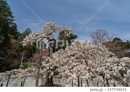 京都市西京区大原野神社に咲き誇る幻の千眼桜を撮影 京都市西京区大原野神社に咲き誇る幻の千眼桜を撮影 137748031