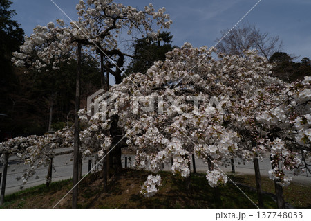 京都市西京区大原野神社に咲き誇る幻の千眼桜を撮影 137748033