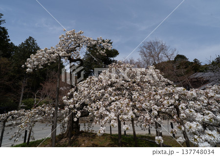 京都市西京区大原野神社に咲き誇る幻の千眼桜を撮影 137748034