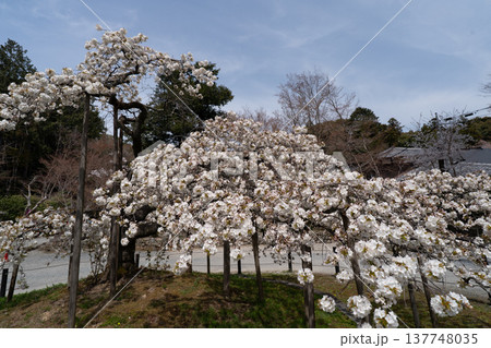 京都市西京区大原野神社に咲き誇る幻の千眼桜を撮影 137748035