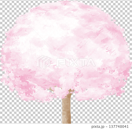 満開の桜の木　春　水彩画イラスト、手描き、春のお花見や背景素材、和風デザイン 137748041