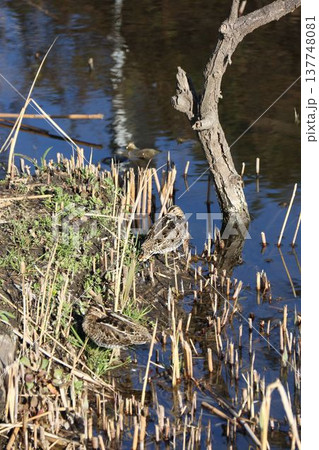 水辺で休息するタシギ 137748081