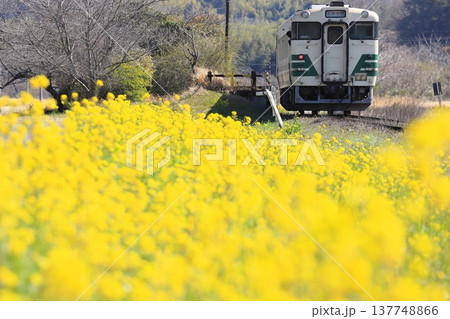小湊鐵道「菜の花咲く上総川間駅に到着する列車」 137748866