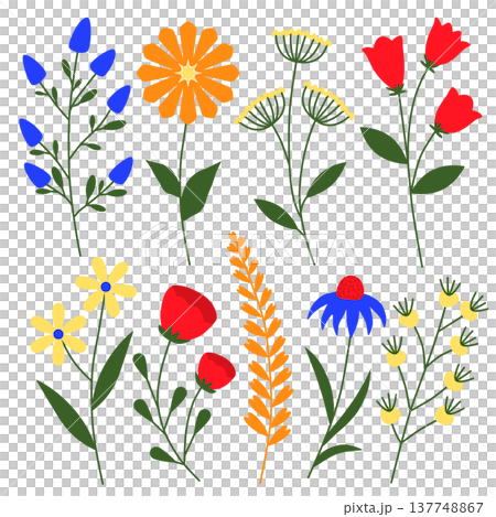 Wildflower Botanical Flower Illustration Collection Wildflower Botanical Flower Illustration Collection 137748867
