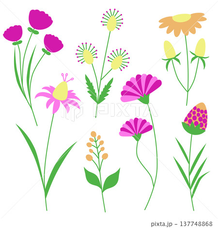 Wildflower Botanical Flower Illustration Collection 137748868