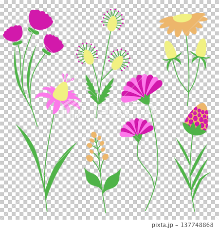 Wildflower Botanical Flower Illustration Collection 137748868