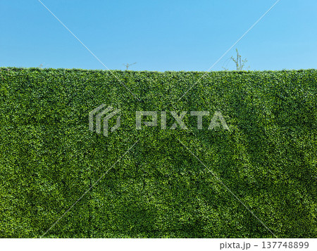 A wall made of artificial hedge A wall made of artificial hedge 137748899