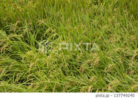 A field with fallen rice	 137749240