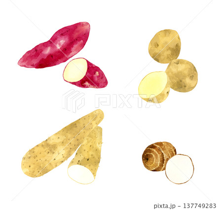 色々なお芋のセット　野菜の手描き水彩イラスト素材 137749283