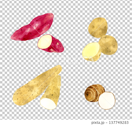 色々なお芋のセット　野菜の手描き水彩イラスト素材 137749283