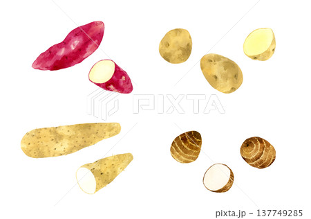 色々なお芋のセット　野菜の手描き水彩イラスト素材 137749285