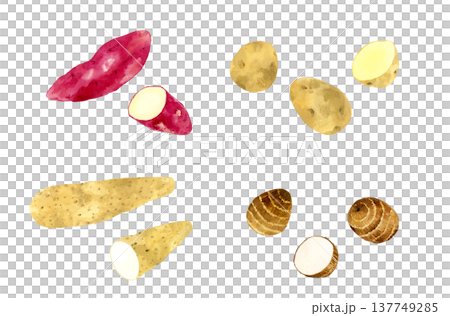 色々なお芋のセット　野菜の手描き水彩イラスト素材 137749285
