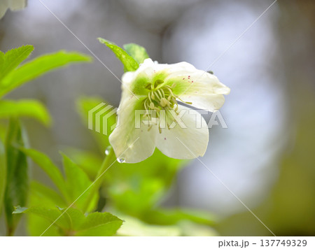 やわらかな光に咲くクリスマスローズの花　春のガーデンフラワー 137749329