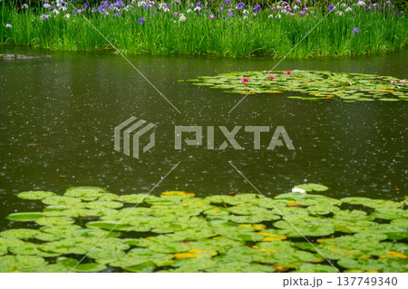 京都市左京区岡崎の平安神宮西神苑白虎池で咲き誇る雨の中の花菖蒲 京都市左京区岡崎の平安神宮西神苑白虎池で咲き誇る雨の中の花菖蒲 137749340