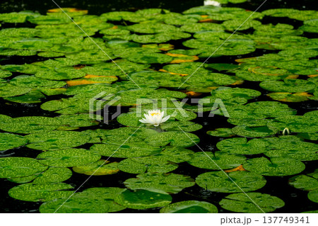 京都市左京区岡崎の平安神宮西神苑白虎池で咲き誇る雨の中の花菖蒲 京都市左京区岡崎の平安神宮西神苑白虎池で咲き誇る雨の中の花菖蒲 137749341