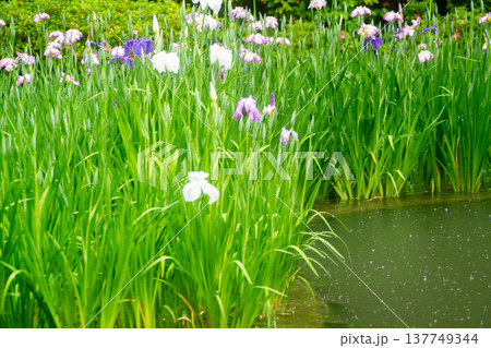 京都市左京区岡崎の平安神宮西神苑白虎池で咲き誇る雨の中の花菖蒲 137749344