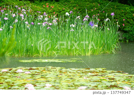 京都市左京区岡崎の平安神宮西神苑白虎池で咲き誇る雨の中の花菖蒲 京都市左京区岡崎の平安神宮西神苑白虎池で咲き誇る雨の中の花菖蒲 137749347
