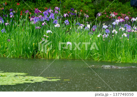 京都市左京区岡崎の平安神宮西神苑白虎池で咲き誇る雨の中の花菖蒲 京都市左京区岡崎の平安神宮西神苑白虎池で咲き誇る雨の中の花菖蒲 137749350