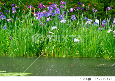 京都市左京区岡崎の平安神宮西神苑白虎池で咲き誇る雨の中の花菖蒲 137749351