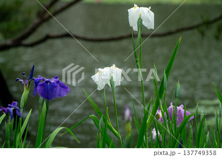 京都市左京区岡崎の平安神宮西神苑白虎池で咲き誇る雨の中の花菖蒲 137749358