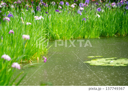 京都市左京区岡崎の平安神宮西神苑白虎池で咲き誇る雨の中の花菖蒲 京都市左京区岡崎の平安神宮西神苑白虎池で咲き誇る雨の中の花菖蒲 137749367