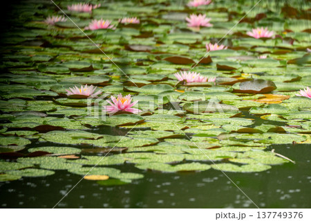 京都市左京区岡崎の平安神宮西神苑白虎池で咲き誇る雨の中の花菖蒲 137749376