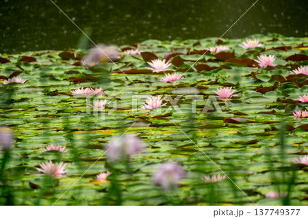 京都市左京区岡崎の平安神宮西神苑白虎池で咲き誇る雨の中の花菖蒲 137749377