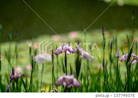 京都市左京区岡崎の平安神宮西神苑白虎池で咲き誇る雨の中の花菖蒲 京都市左京区岡崎の平安神宮西神苑白虎池で咲き誇る雨の中の花菖蒲 137749378