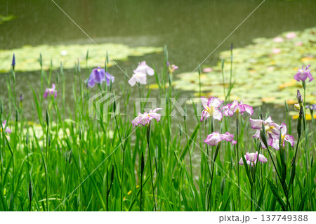 京都市左京区岡崎の平安神宮西神苑白虎池で咲き誇る雨の中の花菖蒲 京都市左京区岡崎の平安神宮西神苑白虎池で咲き誇る雨の中の花菖蒲 137749388