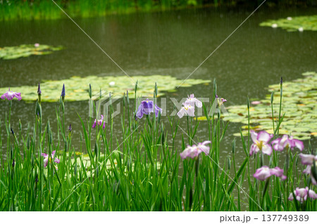 京都市左京区岡崎の平安神宮西神苑白虎池で咲き誇る雨の中の花菖蒲 京都市左京区岡崎の平安神宮西神苑白虎池で咲き誇る雨の中の花菖蒲 137749389