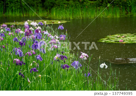 京都市左京区岡崎の平安神宮西神苑白虎池で咲き誇る雨の中の花菖蒲 京都市左京区岡崎の平安神宮西神苑白虎池で咲き誇る雨の中の花菖蒲 137749395