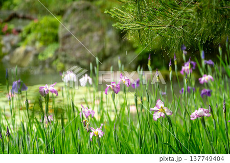 京都市左京区岡崎の平安神宮西神苑白虎池で咲き誇る雨の中の花菖蒲 137749404