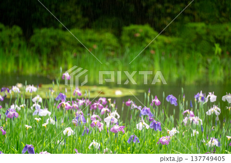 京都市左京区岡崎の平安神宮西神苑白虎池で咲き誇る雨の中の花菖蒲 京都市左京区岡崎の平安神宮西神苑白虎池で咲き誇る雨の中の花菖蒲 137749405
