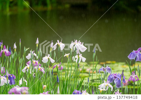 京都市左京区岡崎の平安神宮西神苑白虎池で咲き誇る雨の中の花菖蒲 137749418