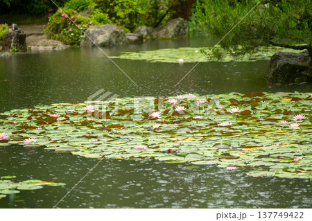 京都市左京区岡崎の平安神宮西神苑白虎池で咲き誇る雨の中の花菖蒲 京都市左京区岡崎の平安神宮西神苑白虎池で咲き誇る雨の中の花菖蒲 137749422
