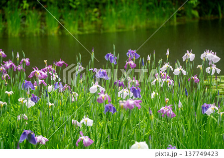 京都市左京区岡崎の平安神宮西神苑白虎池で咲き誇る雨の中の花菖蒲 137749423