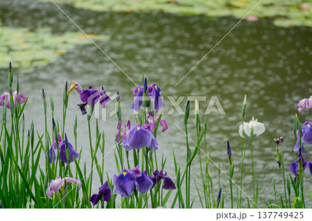 京都市左京区岡崎の平安神宮西神苑白虎池で咲き誇る雨の中の花菖蒲 京都市左京区岡崎の平安神宮西神苑白虎池で咲き誇る雨の中の花菖蒲 137749425
