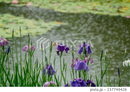 京都市左京区岡崎の平安神宮西神苑白虎池で咲き誇る雨の中の花菖蒲 137749426