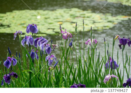 京都市左京区岡崎の平安神宮西神苑白虎池で咲き誇る雨の中の花菖蒲 137749427