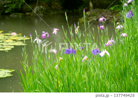 京都市左京区岡崎の平安神宮西神苑白虎池で咲き誇る雨の中の花菖蒲 京都市左京区岡崎の平安神宮西神苑白虎池で咲き誇る雨の中の花菖蒲 137749428