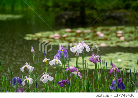 京都市左京区岡崎の平安神宮西神苑白虎池で咲き誇る雨の中の花菖蒲 京都市左京区岡崎の平安神宮西神苑白虎池で咲き誇る雨の中の花菖蒲 137749430