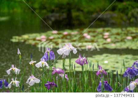 京都市左京区岡崎の平安神宮西神苑白虎池で咲き誇る雨の中の花菖蒲 京都市左京区岡崎の平安神宮西神苑白虎池で咲き誇る雨の中の花菖蒲 137749431