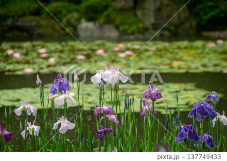 京都市左京区岡崎の平安神宮西神苑白虎池で咲き誇る雨の中の花菖蒲 137749433