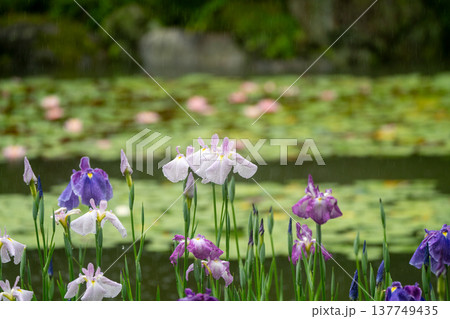 京都市左京区岡崎の平安神宮西神苑白虎池で咲き誇る雨の中の花菖蒲 137749435