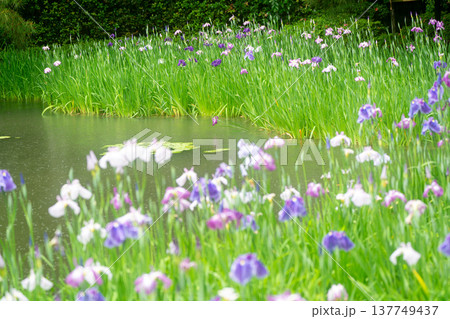 京都市左京区岡崎の平安神宮西神苑白虎池で咲き誇る雨の中の花菖蒲 京都市左京区岡崎の平安神宮西神苑白虎池で咲き誇る雨の中の花菖蒲 137749437