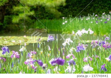 京都市左京区岡崎の平安神宮西神苑白虎池で咲き誇る雨の中の花菖蒲 京都市左京区岡崎の平安神宮西神苑白虎池で咲き誇る雨の中の花菖蒲 137749441